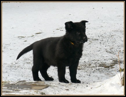 N�meck� ov��k - celo�ern� fenka