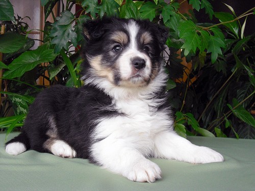 �t��ata border kolie