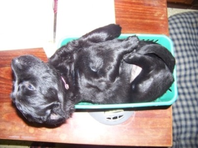 Flat coated retriver prod�m