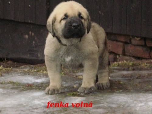 �pan�lsk� Mastin-�T���TKA bez PP