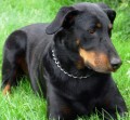 fena beaucerona okres Liberec