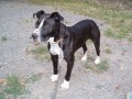 Ztracen� americk� pitbulteri�r