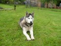 Sibi�sk� husky