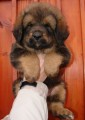Tibetsk� doga - �t���tka