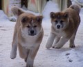 Prod�m �t��ata akita-inu