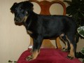 Beauceron-Berger de Beauce-Francouzsk� ov��k