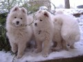 Samojed �t���tka fenky s PP