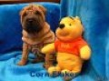 �arpej, shar-pei po Inter�ampionce