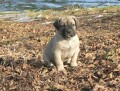 Cane Corso �t��ata  s PP