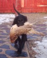 Flat Coated Retriever - pejsek ze zahrani�n�ho kryt�!