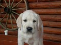 prod�m �t�n�tka labradora