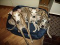 Vipet-whippet-mal� anglick� chrt