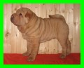 �ARPEJ /SHAR-PEI/ z CHUDOBKA