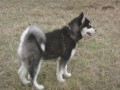 Alja�sk� malamut fenka