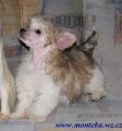 ��nsk� chocholat� pes 