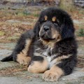 Tibetsk� doga