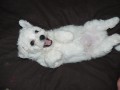 BICHON FRISE, �t�n�tka ODB�R 11.4. 