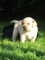 Labradorsk� retr.s PP-�ERN�+�LUT� �t���tka