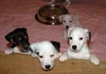 Jack Russell teri�r