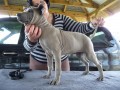 Thajsk� ridgeback