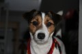 Jack Russell teri�r s PP - kryt�