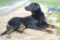 Beauceron - ov��k z Francie
