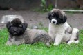 KAVKAZSK� PASTEVECK� PES 