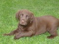 V�HODN� Chesapeake Bay Retriever