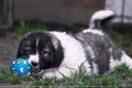 KAVKAZSK� PASTEVECK� PES