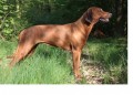 RHOD�SK� RIDGEBACK