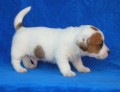 JACK RUSSEL TERRI�R S PP