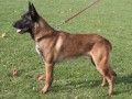 Malinois-�t��ata spp.
