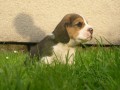 �t���tka beagle s PP