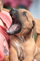 rhodesky ridgeback- �t�n�
