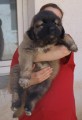 Kavkazsk� pasteveck� pes