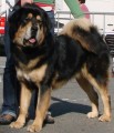 Tibetsk� doga - �t��ata