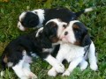 �t��ata Cavalier King Charles Spaniel
