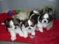 Shih-tzu �t���tka s PP