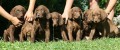 Hn�d� retriever- Chesapeake bay retriever