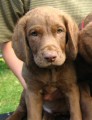 Hn�d� retriever- Chesapeake bay retriever