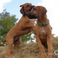 rhod�sk� ridgeback- �t�n�