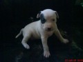 Americk� pitbulterier
