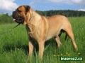 BULMASTIF - KRYT�