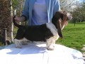 Basset Hound 7 m�s�c�