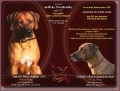 Rhodesian Ridgeback - �t��ata s PP