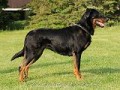 �t��ata beaucerona