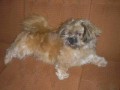 Kryt� Lhasa  Apso