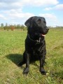 Labradorsk� retriever
