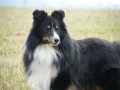 Kryt� sheltie