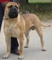 Bullmastiff �teniatka s PP